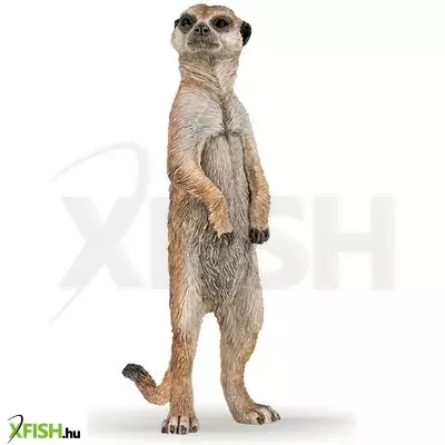 Papo álló szurikáta