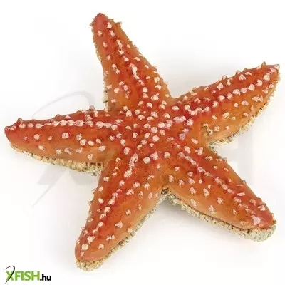 Papo tengeri csillag