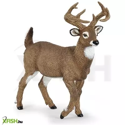Papo fehérfarkú szarvas