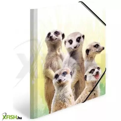 Herma: Szurikáta mintás gumis mappa, A4