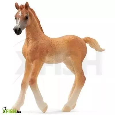 Schleich Horse Club: Arab csikó figura 13984