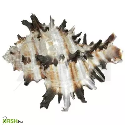 Egyéb vegyes csigaház akvárium dekoráció murex - 80-100mm