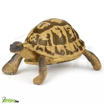 Papo hermann teknős
