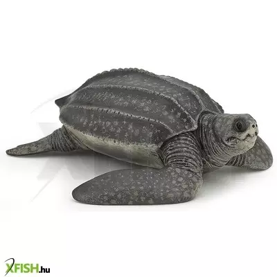 Papo bőrhátú teknős