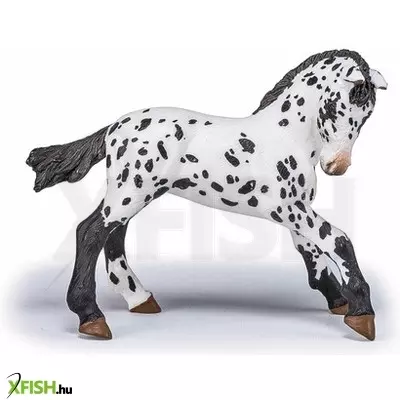 Papo fekete appaloosa csikó
