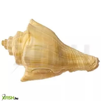 Egyéb vegyes csigaház akvárium dekoráció 60-90mm (cs1381)