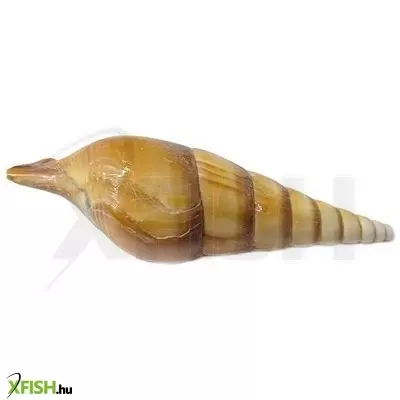 Egyéb vegyes csigaház akvárium dekoráció 90-120mm (cs1383)