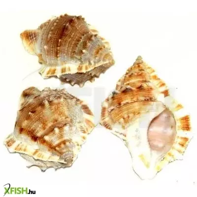 Egyéb vegyes csigaház akvárium dekoráció 40-60mm - 3db (cs574)