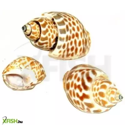 Egyéb vegyes csigaház akvárium dekoráció 40-50mm - 3db (cs841)