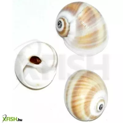 Egyéb vegyes csigaház akvárium dekoráció 30-50mm - 3db (cs842)