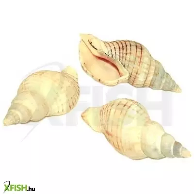 Egyéb vegyes csigaház akvárium dekoráció 40-60mm - 3db (cs844)