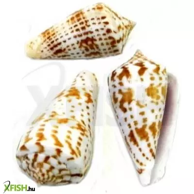 Egyéb vegyes csigaház akvárium dekoráció 40-50mm - 3db (cs845)