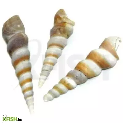 Egyéb vegyes csigaház akvárium dekoráció 50-80mm - 3db (cs846)