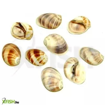 Egyéb vegyes csigaház akvárium dekoráció 20-35mm - 10db (cs851)