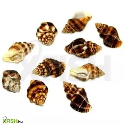 Egyéb vegyes csigaház akvárium dekoráció 20-40mm - 10db (cs852)