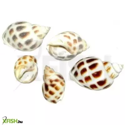 Egyéb vegyes csigaház akvárium dekoráció 25-35mm - 5db (cs853)