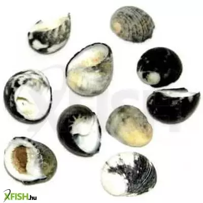 Egyéb vegyes csigaház akvárium dekoráció 15-25mm - 10db (cs854)