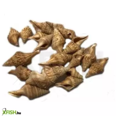 Egyéb vegyes csigaház akvárium dekoráció 25mm - 8g (cs855)