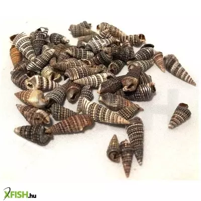Egyéb vegyes csigaház akvárium dekoráció 15mm - 15g (cs856)