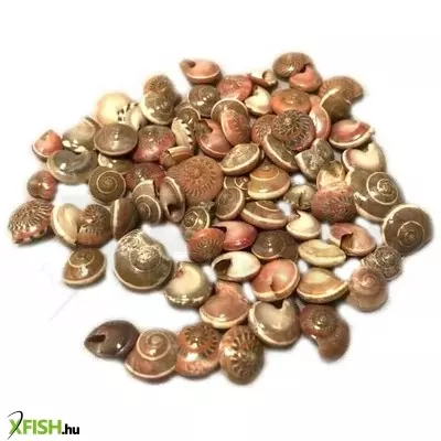 Egyéb vegyes csigaház akvárium dekoráció 10mm - 15g (cs857)