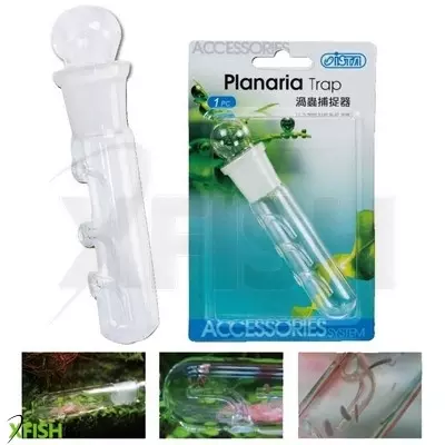 Ista planária csapda akváriumba