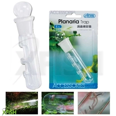 Ista planária csapda akváriumba