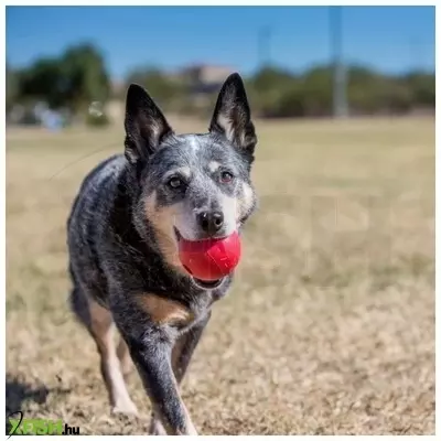 KONG Feliratos Classic Labda Kutyajáték S