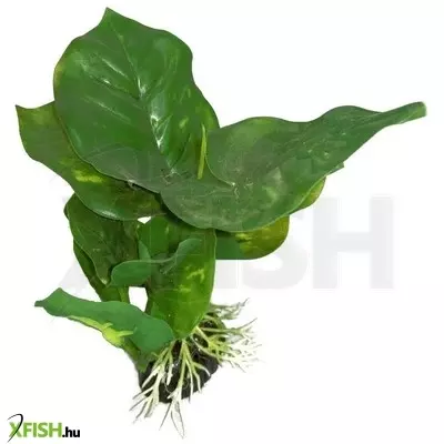 yusee poppy pet műnövény 14cm - 5816 'l'