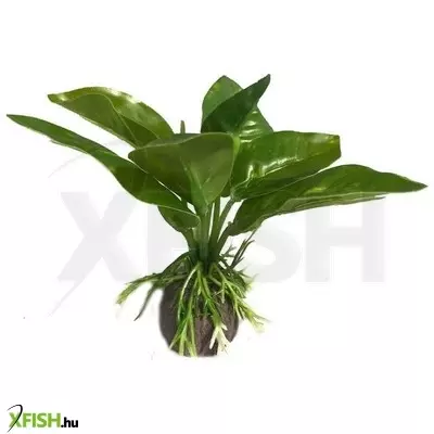 Yusee poppy pet műnövény 10cm - 5804 's'