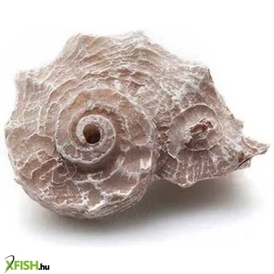 kzm csigaház akvárium dekoráció 4x3x2,5cm