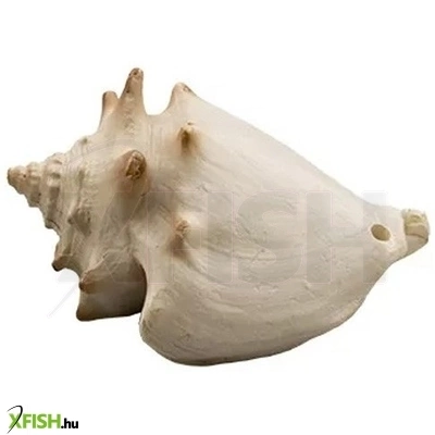 kzm csigaház akvárium dekoráció 6,5x4,5x4cm