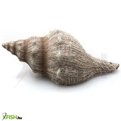 Kzm csigaház akvárium dekoráció 9,5x5x4cm 