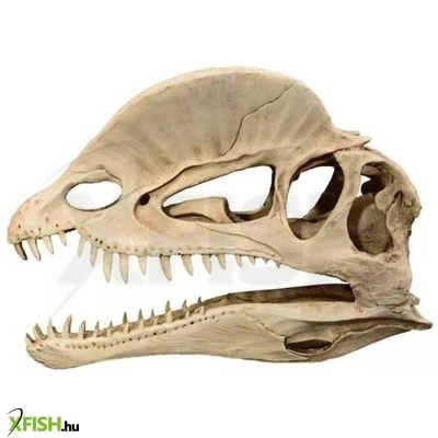 kzm dínó koponya akvárium-terrárium dekoráció 19x6x13cm